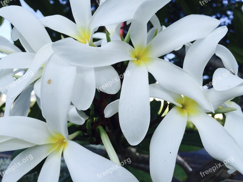 Jasmine Flower Flowers White Beautiful