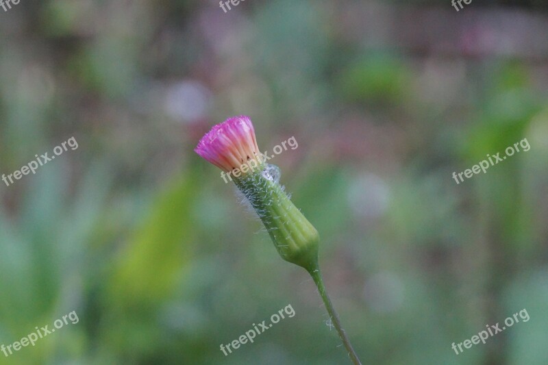 Macro Flower Flower Near Pink Flower Wild Pink