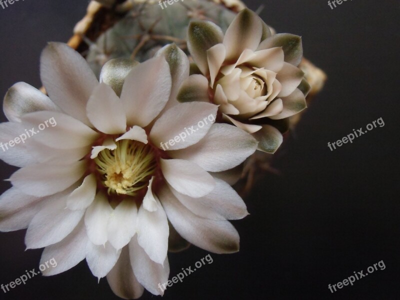 Cactus Flower Plant Flora Thorn