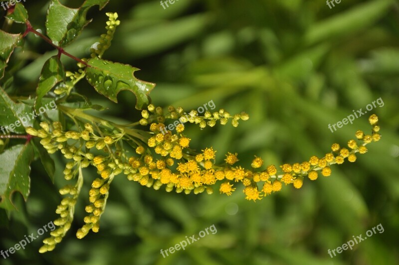 Flowers Yellow Leaves Greens Free Photos