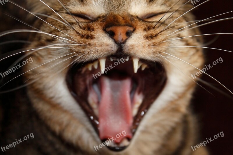 Cat Anger Laugh Cat Anger Chatting