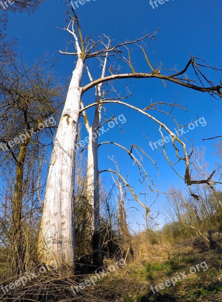 Tree Old Nature Old Tree Forest