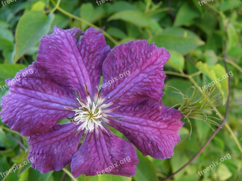 Flower Purple Summer Dacha Nature