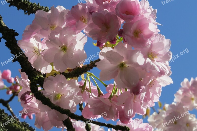 Cherry Blossom Blossom Nature Pink Flower