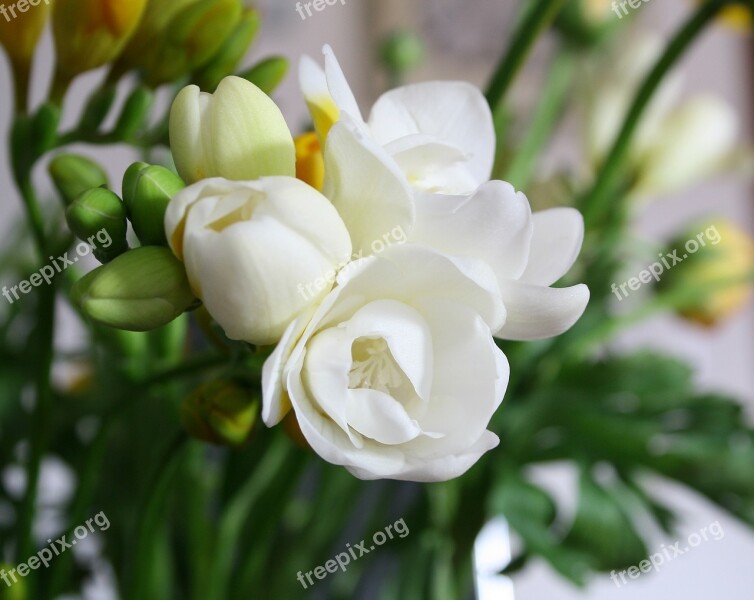 Flower Flower Bouquet Flowers Bouquet Floral Bouquet Of Flowers