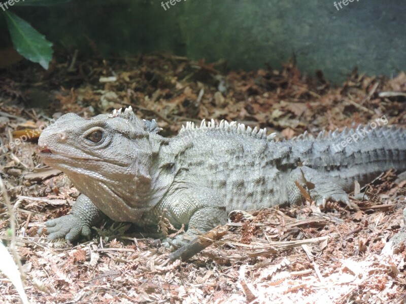 Tuatara Reptile New Zealand Nz Lizard