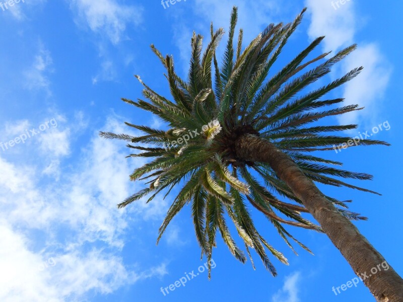 Palm Tree Tree Tropical Nature Summer