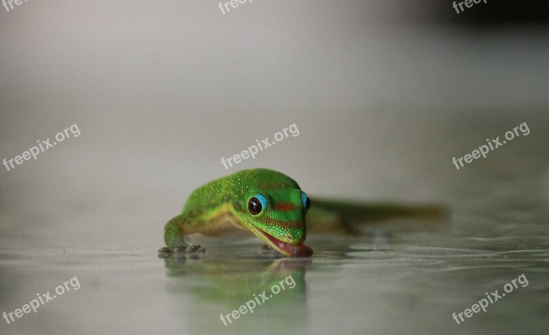 Drinking Thirst Water Nature Liquid