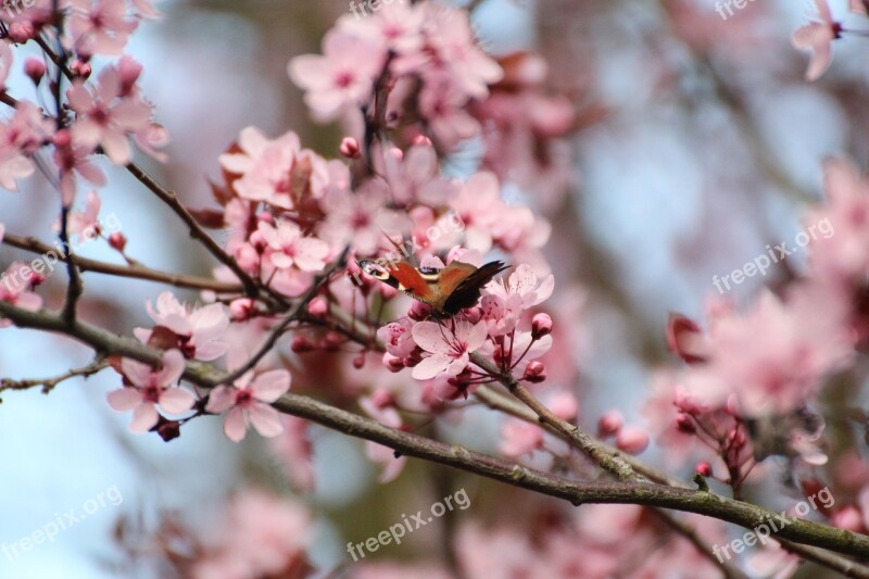 Butterfly Peacock Spring Insect Blood Plum