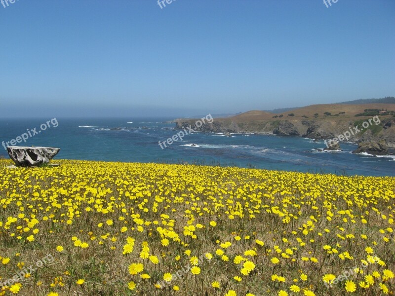 Wildflowers Pacific Ocean Coastline Seascape California