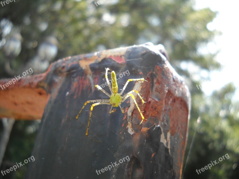 Spider Yellow Insect Nature Natural