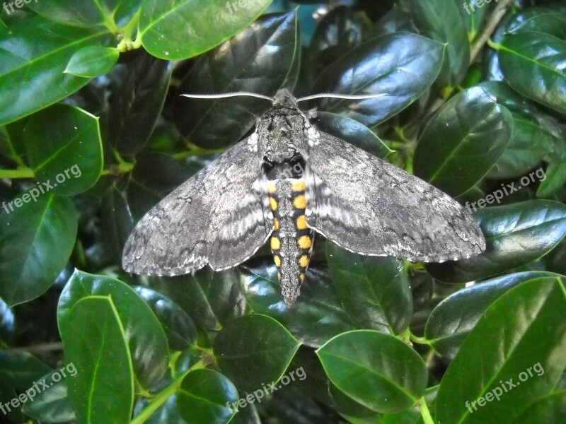 Moth Grey Gray Wing Antenna