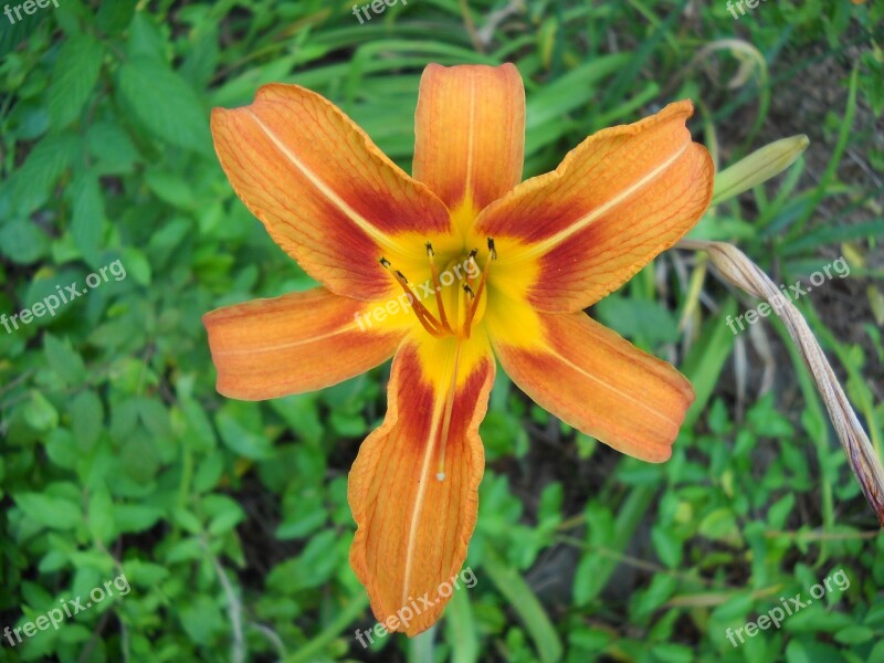 Day Lily Flower Orange Plant Blossom