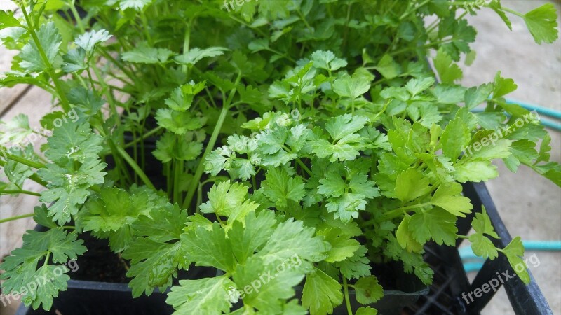 Cilantro Green Leafy Organic Herb