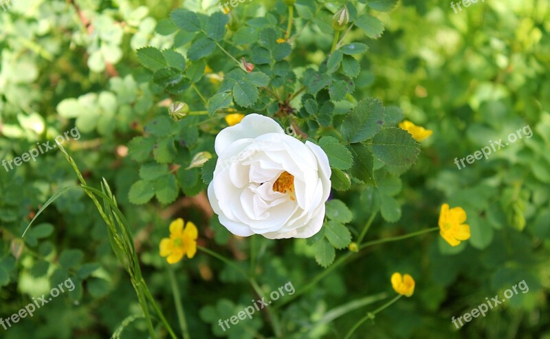 Wild Rose White Rose Garden Summer Free Photos