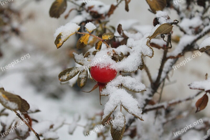 Rose Hip The First Snow Red Berries Free Photos