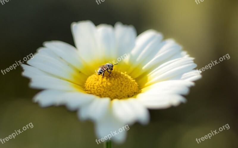 Bee Flower White Nature Spring