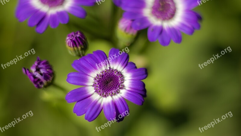 Flora Flower Purple Nature Spring