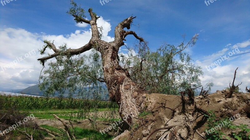 Tree Ambato Ecudador Fallen Free Photos