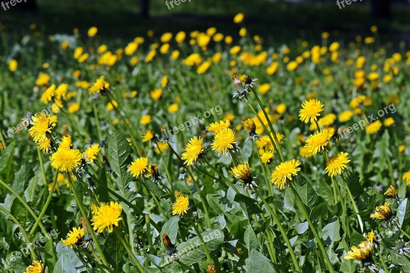 Sonchus Oleraceus Meadow Spring Meadow Dandelion Nuns