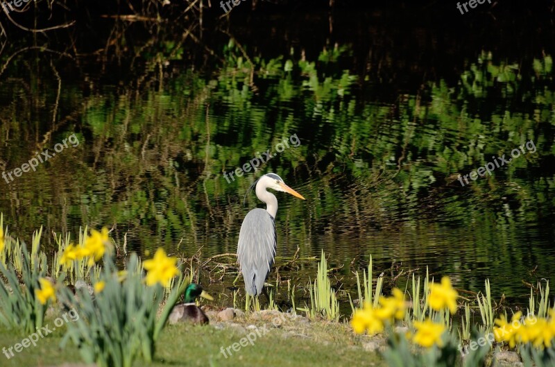 Grey Heron Heron Eastern Free Photos