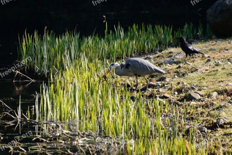 Grey Heron Heron Eastern Free Photos