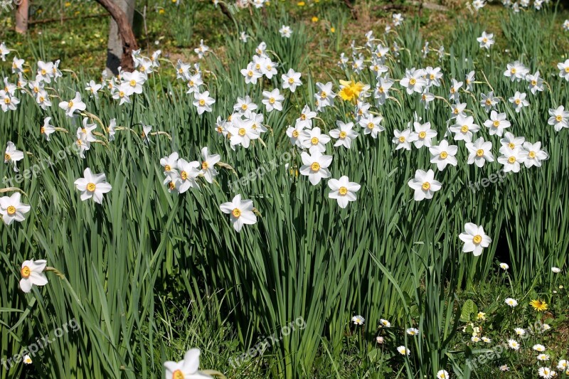 Daffodils Flowers Spring Green Blossom