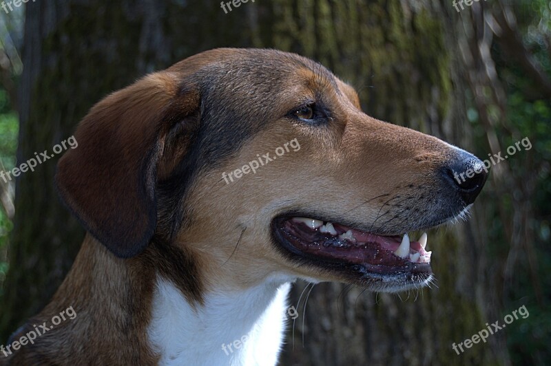 Dog Hybrid Mixed Breed Dog Pet Free Photos