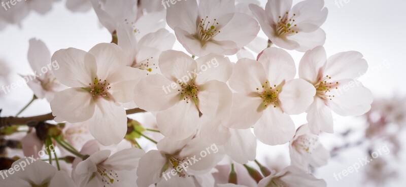 Cherry Blossom Spring Wood Nature Flower Tree