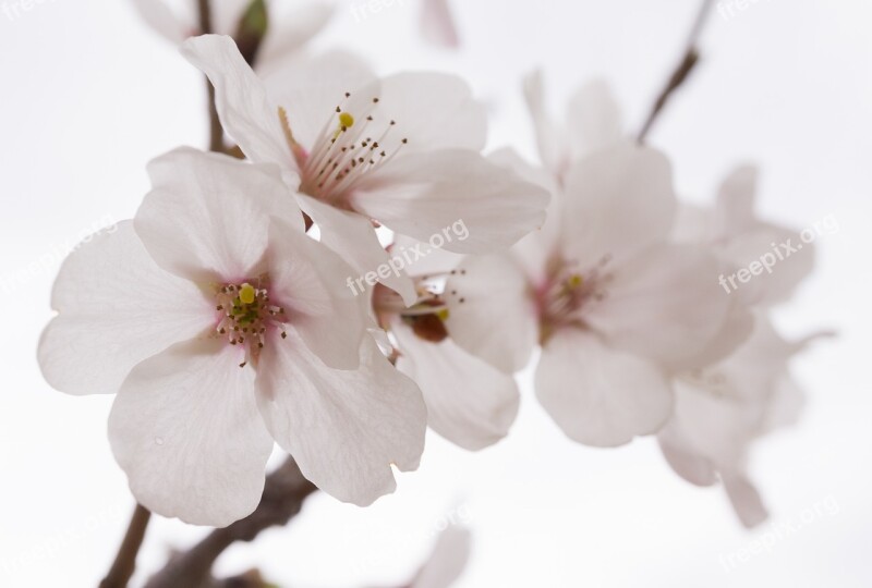 Cherry Blossom Spring Wood Nature Flower Tree