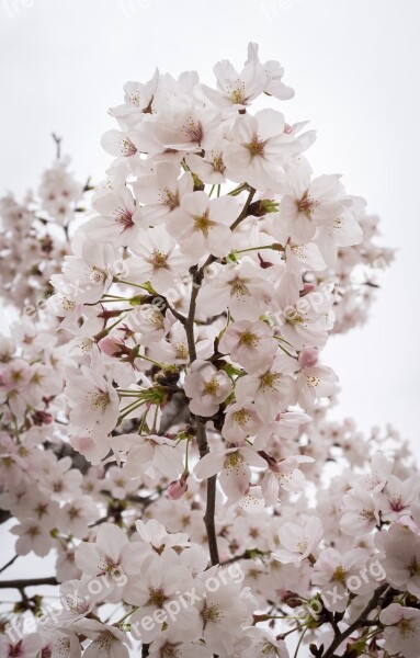 Cherry Blossom Spring Wood Nature Flower Tree