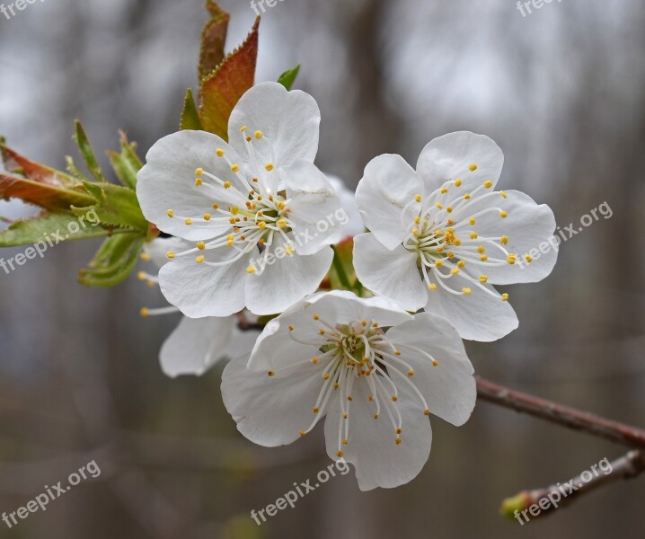 Plum Blossoms Plum Tree Blossom Bloom Flower