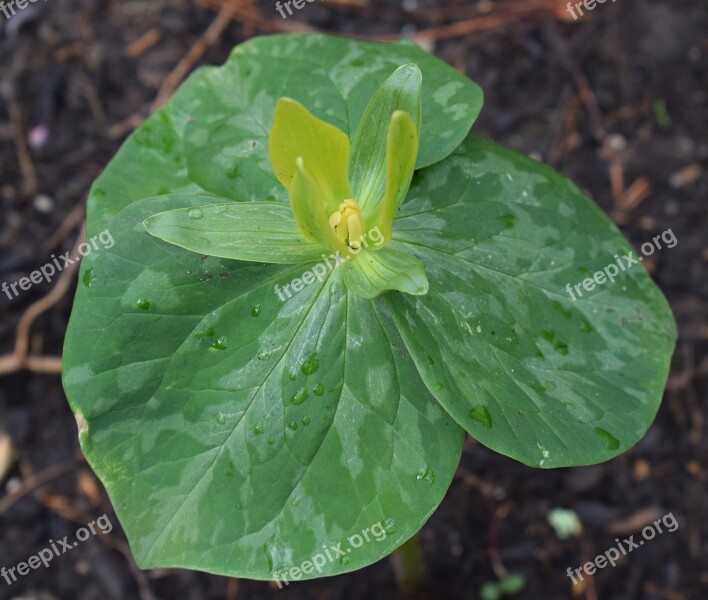 Yellow Trillium Wildflower Flower Blossom Bloom