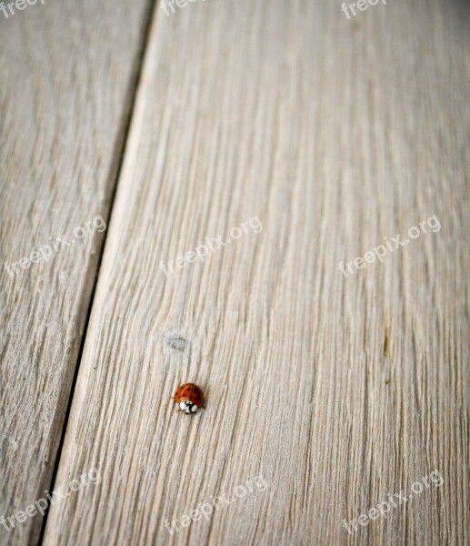 Ladybug Wood Ground Lucky Charm Close Up