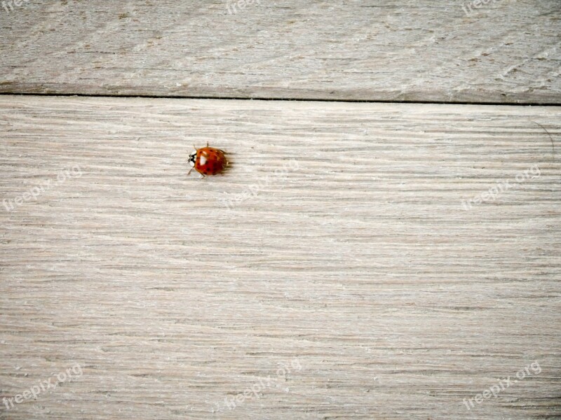 Ladybug Wood Ground Lucky Charm Close Up