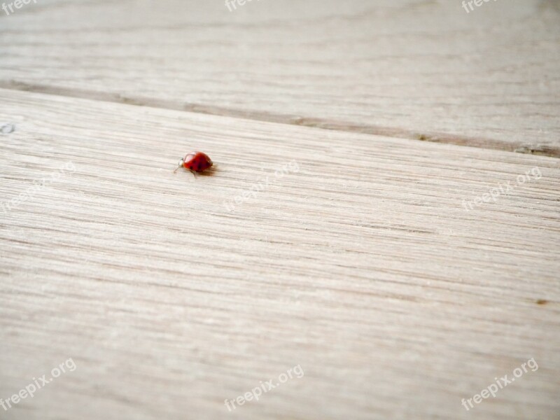 Ladybug Wood Ground Lucky Charm Close Up