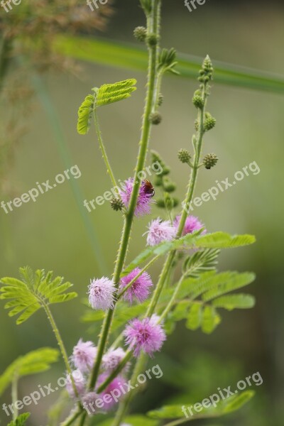 Mimosa Pudica Sensitive Plant Sleepy Plant Dormilones Shy Plant