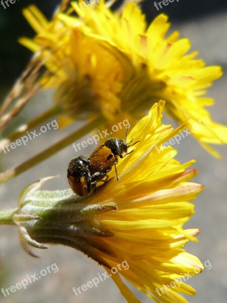 Beetles Ladybugs Copulation Insect Breeding Insects Mating