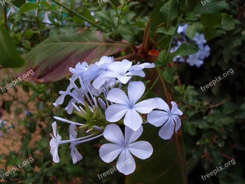 Blue Flower Flower Lilac Wild Flower Flowers Flower