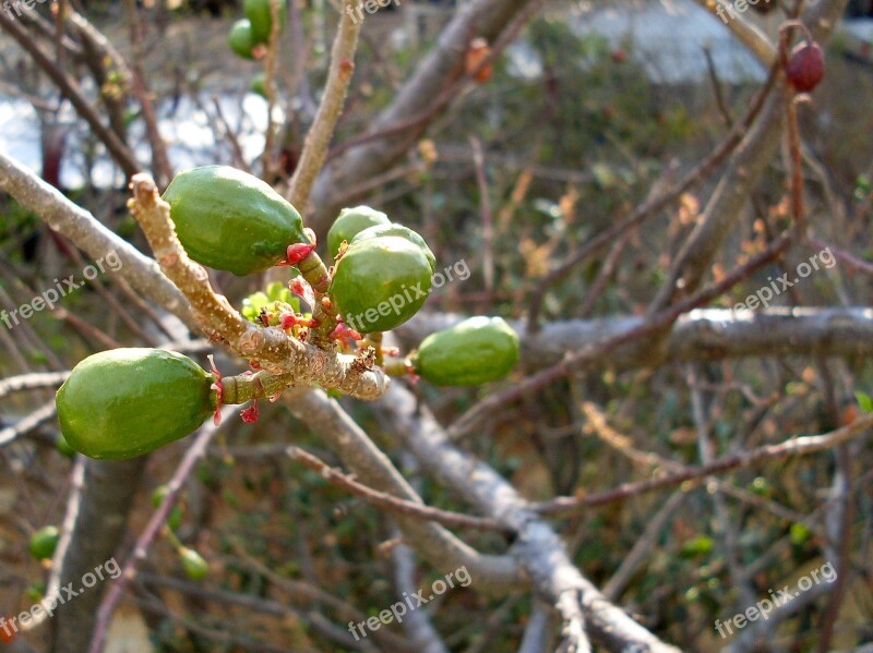 Plum Green Plum Fruit Tree Outbreak Jocote