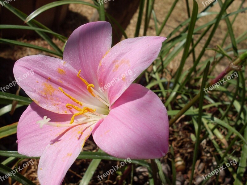 Lily Rose Pink Flower Pollen Flowering Petals