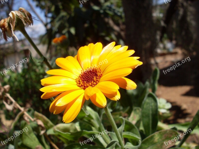 Margaret Wild Yellow Flower Yellow Flower Wild Wild Flower Wild Flowers