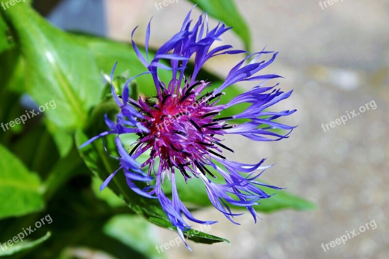 Mountain Crumpled Aster-like Composites Blossom Bloom