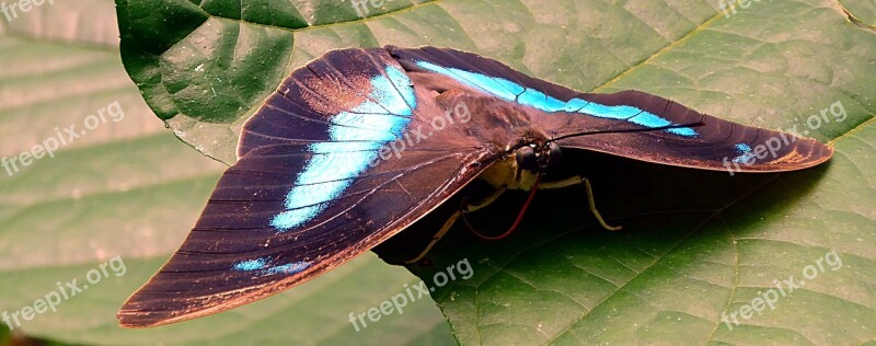 Insect Butterfly Lepidoptera Brown Blue