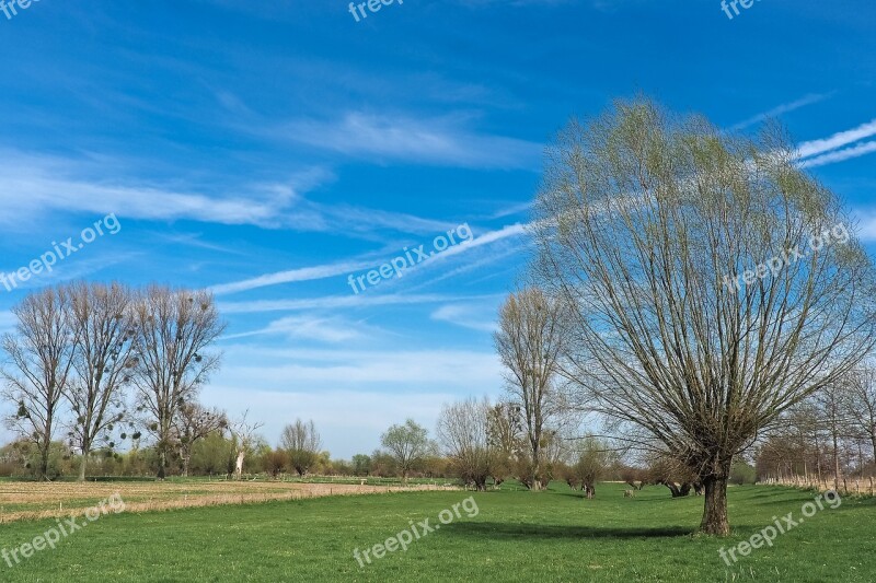 Landscape Meadowlands Trees Bare Branches Blue