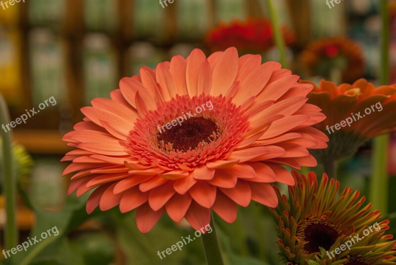 Flower Gerbera Garden Free Photos