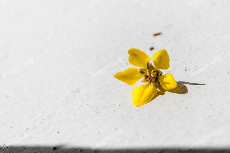 Yellow Flower Single Black White Petal