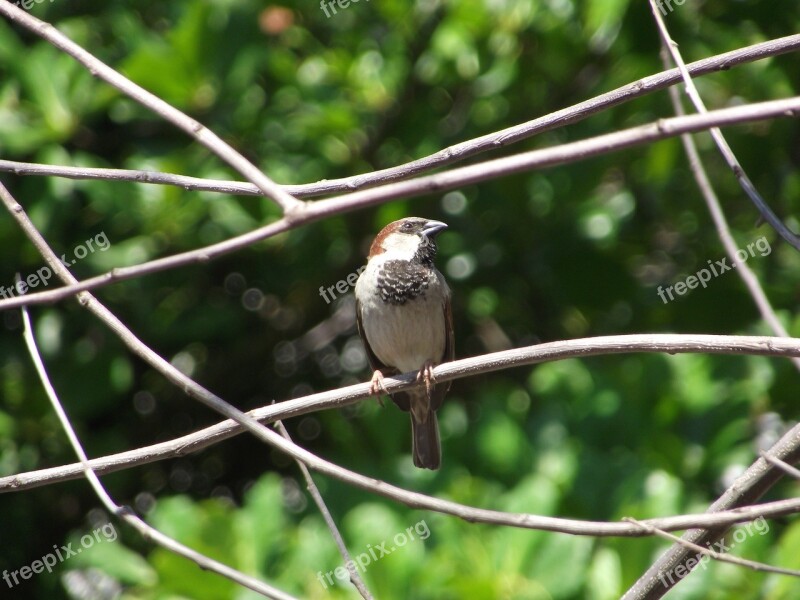 Bird Birdie Pass Tropical Bird Fly