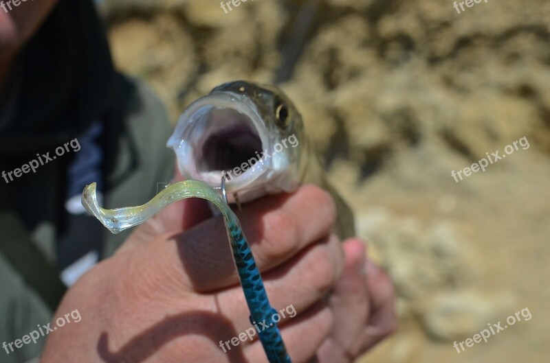 Bass Lure Mouth Fish Free Photos