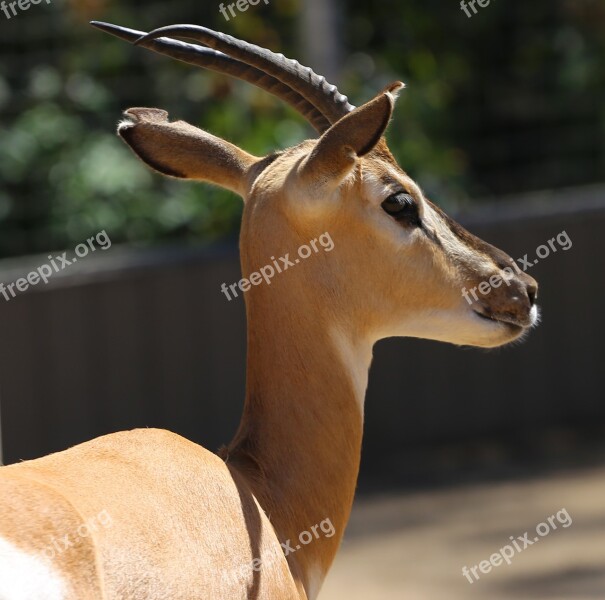 Eland Zoo Tragelaphus Oryx Free Photos